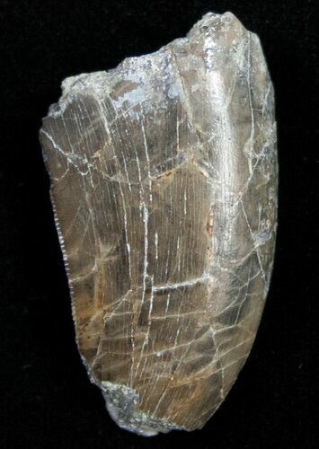 Large Allosaurus Tooth From Skull Creek - Feeding Wear #11576